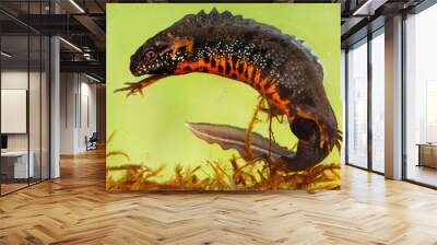 Male danube crested newt, triturus dobrogicus, swimming underwater in river. Full body of patterned wild animal with long tail and crest on back. Amphibian in wetland, Slovakia, Europe. Wall mural