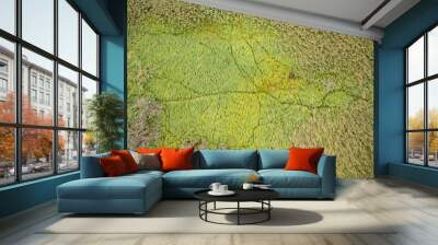 Many animal paths and trails in reed from directly above. Crossroads of trails from hooves of wild mammals. Green natural background from aerial perspective. Wall mural