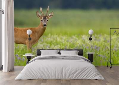 Panoramic view of roe deer, capreolus capreolus, buck standing on a blooming summer meadow with copy space. Male mammal with antlers looking into camera. Wall mural