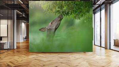 Portrait of red deer, cervus elaphus, stretching neck to the leaves on tree. Hind grazing from branch in close-up. Wild female mammal feeding with plant from woodland. Wall mural