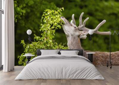 red deer, cervus elaphus, stag with antlers in velvet stretching neck and grazing in forest. Wild fauna of Europe feeding with green foliage in summertime. Wall mural