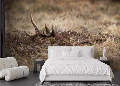 Red deer shed peeking from a dry yellow grass on a spring meadow. Antler from a stag hidden in vegetation from low angle perspective. Part of wild animal body. Wall mural