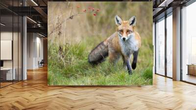 Red fox, vulpes vulpes, approaching on meadow in autumn nature. Wild beast going forward on green field in fall. Front view of predator with orange fur walking closer on grassland. Wall mural