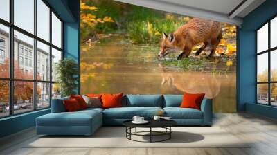 Red fox, vulpes vulpes, drinking from water in colorful autumn nature. Predator with orange fur standing on riverbank in fall. Wild mammal Looking from shore near the river. Wall mural