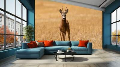 Roe deer, capreolus capreolus, approaching field in summertime nature. Brown mammal walking on stubble in summer with copy space. Roebuck going on dry land. Wall mural