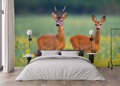 Roe deer, capreolus capreouls, couple int rutting season staring on a field with yellow wildflowers. Two wild animals standing close together. Love concept. Wall mural