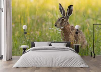 Single brown hare, lepus europaeus, sitting on a green meadow in summer nature. Wild mammal with long ears resting on in grass in springtime. Animal wildlife in vivid scenery with copy space. Wall mural