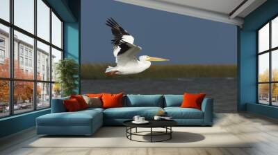 American white pelican (Pelecanus erythrorhynchos) flying, Bolivar Peninsula, Texas, USA Wall mural