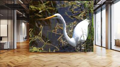 great white egret hunting for food Wall mural