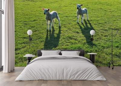 Two lambs in a field at sunset Wall mural