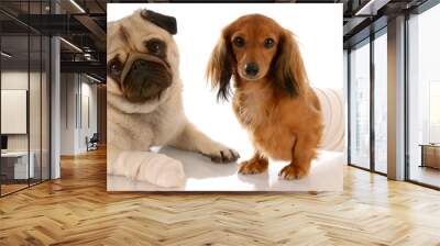 animal health - pug and dachshund with wounds Wall mural