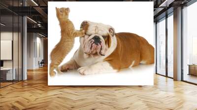 cat and dog Wall mural