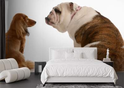 dachshund and english bulldog looking at each other Wall mural