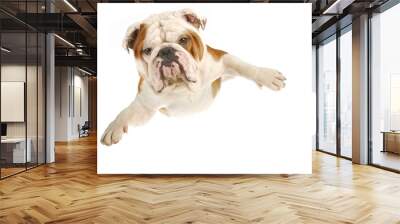 dog flying Wall mural