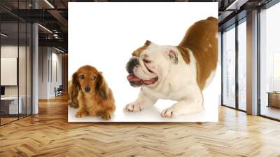 dogs playing Wall mural