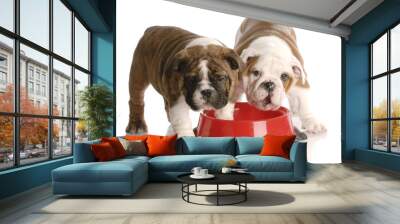 nine week old english bulldogs puppies and a red food dish Wall mural