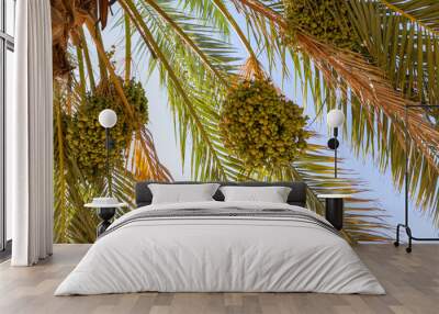 Ripening date fruits hanging in clusters on the Date palm.  Wall mural