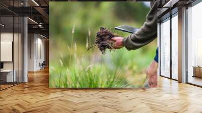 agronomiston a farm practicing agronomy holding soil, doing soil tests in her home laboratory. Looking at soil life and health Wall mural