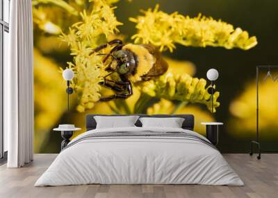 Bumblebee on Goldenrod Wall mural