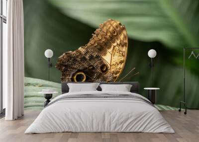 butterfly on leaf Wall mural