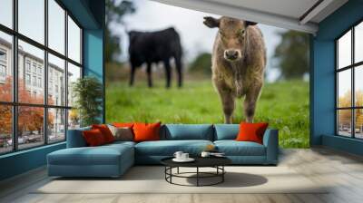 Cows and cattle grazing on pasture and grass in australia Wall mural