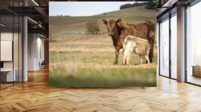 cows in a field, Beef cows and calves grazing on grass in Australia Wall mural