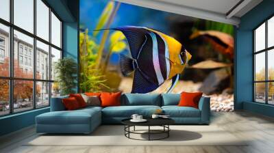 elegant angelfish gliding through vibrant freshwater aquarium with exotic plants and gravel Wall mural