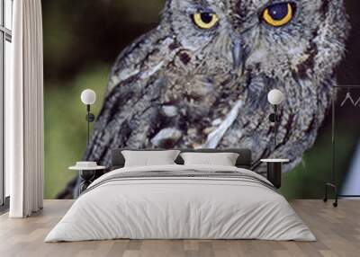 Great horned owls are large and thick bodied with two prominent feathered tufts on their head. They are mottled gray-brown with a reddish brown facial disk and large yellow eyes. Wall mural