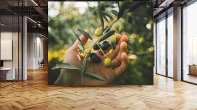 Green and black olives on the branch tree, hand picking  Wall mural