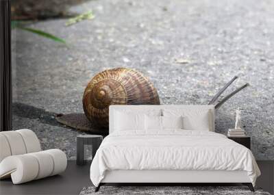 large Roman snail crossing the street  Wall mural