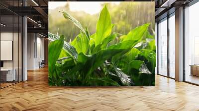 lush green plants glistening under heavy monsoon rain Wall mural