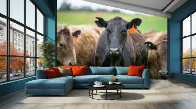 Stud Angus, wagyu, Murray grey, Dairy and beef Cows and Bulls grazing on grass and pasture in a field. The animals are organic and free range, being grown on an agricultural farm in Australia. Wall mural