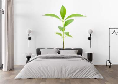 Young green plant / growing sprout with root white isolated, natural germination process, produce new leaves or buds. Used for photo graphic edit and symbolic of a new life or new business development Wall mural