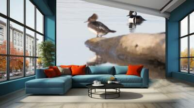 waterfowl on the water Wall mural