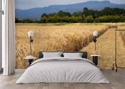 wheat grain crop in a field in a farm growing in rows. growing a crop in a of wheat seed heads mature ready to harvest. barley plants close up Wall mural