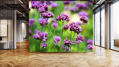 Bush of flowering Purpletop vervain in teh garden Wall mural