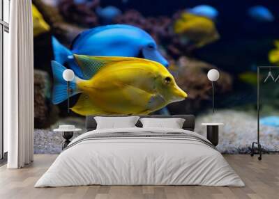 yellow and light blue fish in aquarium Wall mural