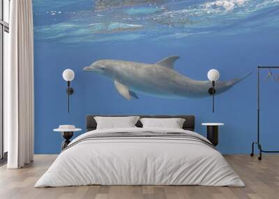 Bottle-nosed dolphin underwater Wall mural