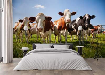 Herd of cows in the pasture Wall mural