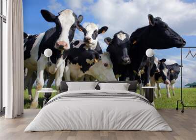 Holstein cows cattle Wall mural