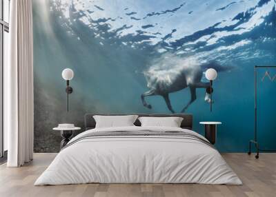 White grey horse swimming underwater view Wall mural