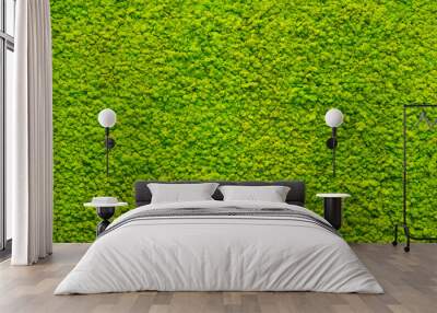 green moss texture, background Wall mural