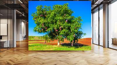 Mango fruit. Healthy and nutritious food. Wall mural