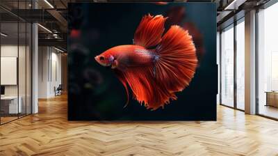 Exquisite rosetail siamese fighting fish in multicolor display Wall mural