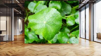 Centella asiatica, gotu kola green leaves fresh background, oraganic Leaf plant with rain water texture herbal asiatic raw food vegetable and medicine beauty cosmetic, gardent nature tropical summer. Wall mural