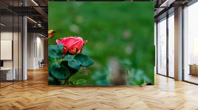 side view close up of two roses one blooming and another dried on blurred background with copy space. winter and autumn concept Wall mural