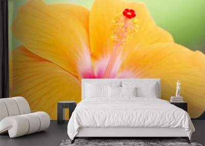 Orange hibiscus flower. Wall mural