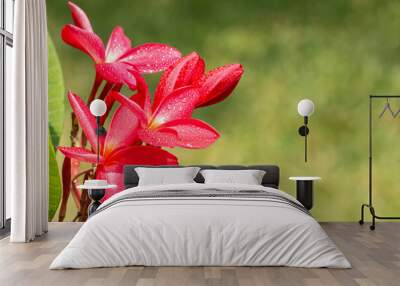 Red flower, frangipani. Wall mural