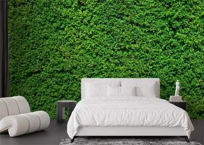 Green leaves wall texture for backdrop design, Nature Background. Wall mural