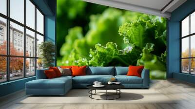 close up of fresh green lettuce Wall mural